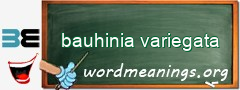 WordMeaning blackboard for bauhinia variegata